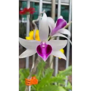 Cây giống hoa lan Tích Lịch Hoả ( mũi trắng)