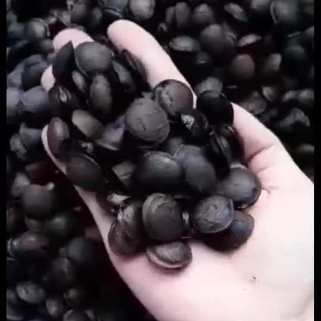Combo Hạt sachi đăk lăk + cafe rang xay