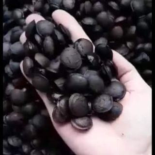 Combo Hạt sachi đăk lăk + cafe rang xay