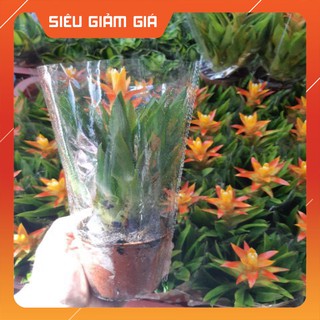 Hoa phong lộc mini