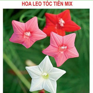 Combo 3 gói hạt giống hoa dây leo tóc tiên - Tặng 1 gói kích mầm hạt