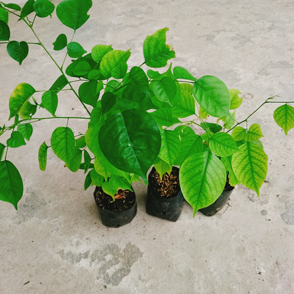 Cây Giáng Hương