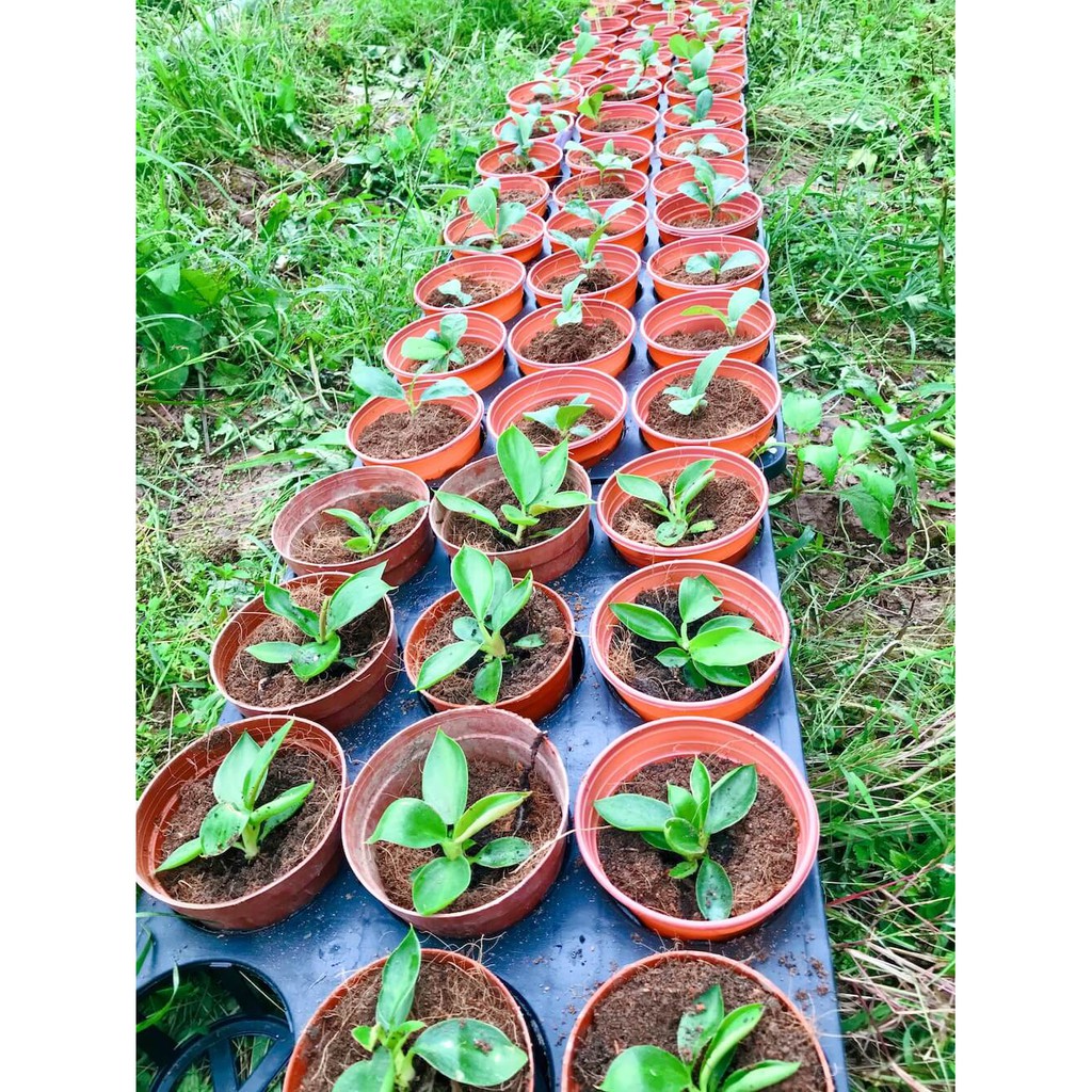 Hỗn hợp giá thể trồng cây cảnh, cây trong nhà (indoor plants) Codai Soil Balance (1,8 lít – 1kg)