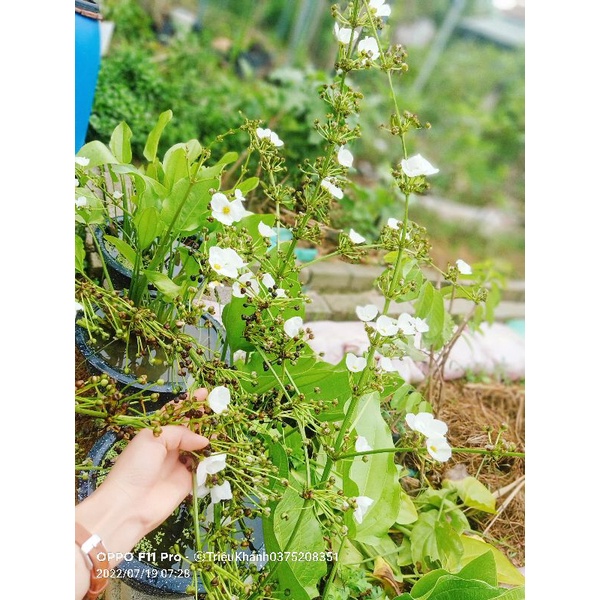 Bạch thủy Tiên,Thủy Cúc, Lan nước