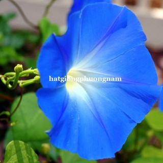 Hạt Giống Bìm bìm