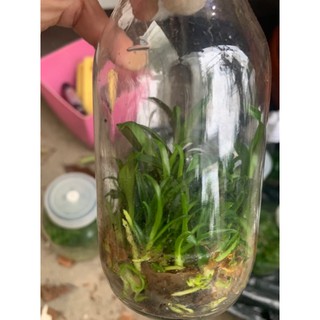 Chai mô Phi điệp tím gia lai