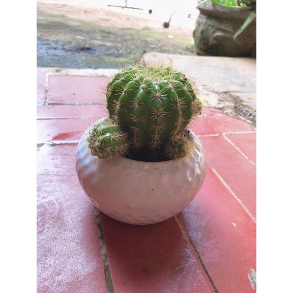 XƯƠNG RỒNG BÍ XANH SIZE BẦU