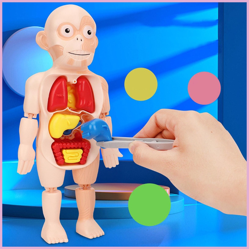 Bộ Mô Hình Cơ Thể Người Kèm Trái Tim Cho Bé Mầm Non