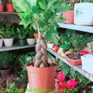 Kim Ngân Thắt Bính 3 Thân