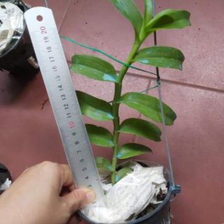 Phi điệp hồng mỹ nhân