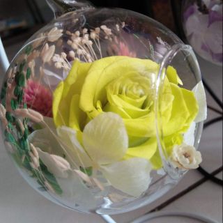 Hoa hồng bất tử (cầu thủy tinh + giá)