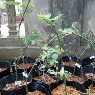 Bầu hồng ngoại (trồng từ cành chiết)