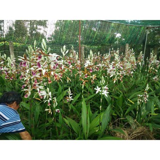 Củ lan giống hạc đỉnh nâu tây bắc