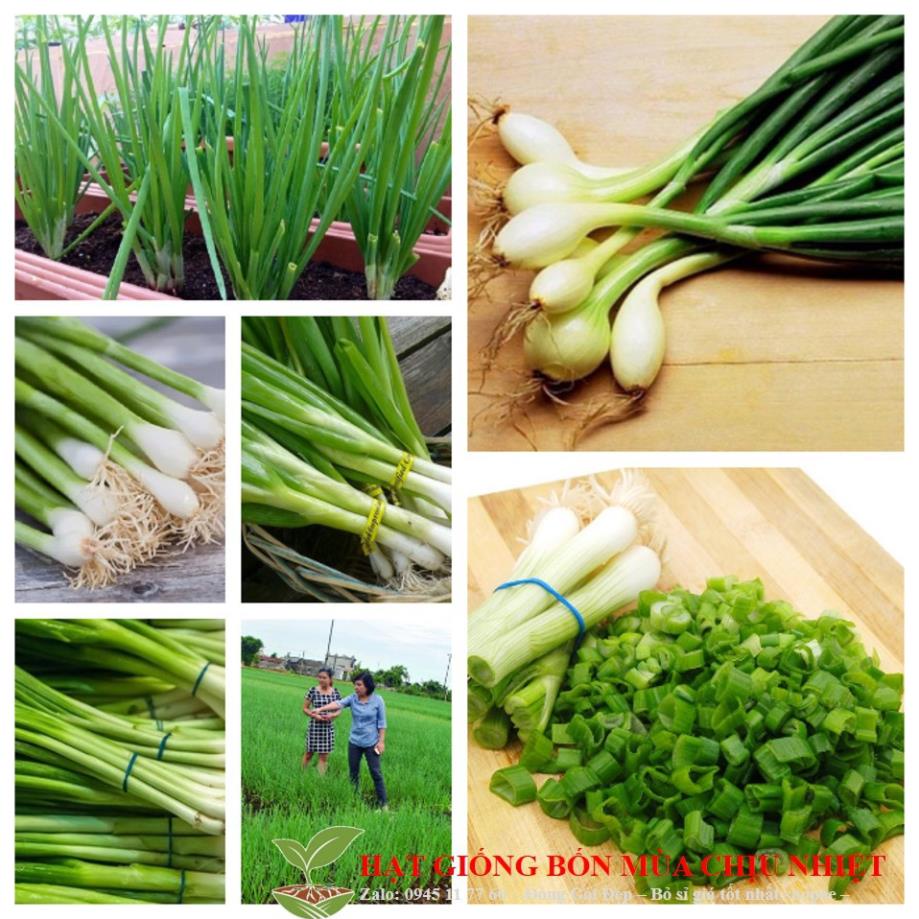 GÓI 50 HẠT GIỐNG HÀNH LÁ 1g HẠT GIỐNG HÀNH LÁ CAO SẢN hành hoa  cao sản  KHUYẾN MẠI TẾT