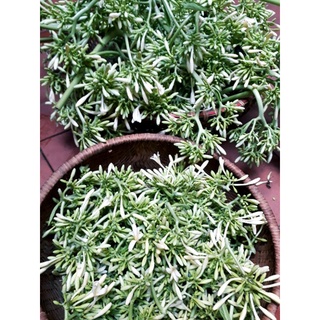 Hoa đu đủ đực ngâm mật ong