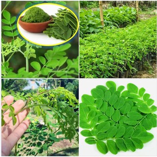 Hạt giống cây chùm ngây F1 - 1 gói 20 hạt