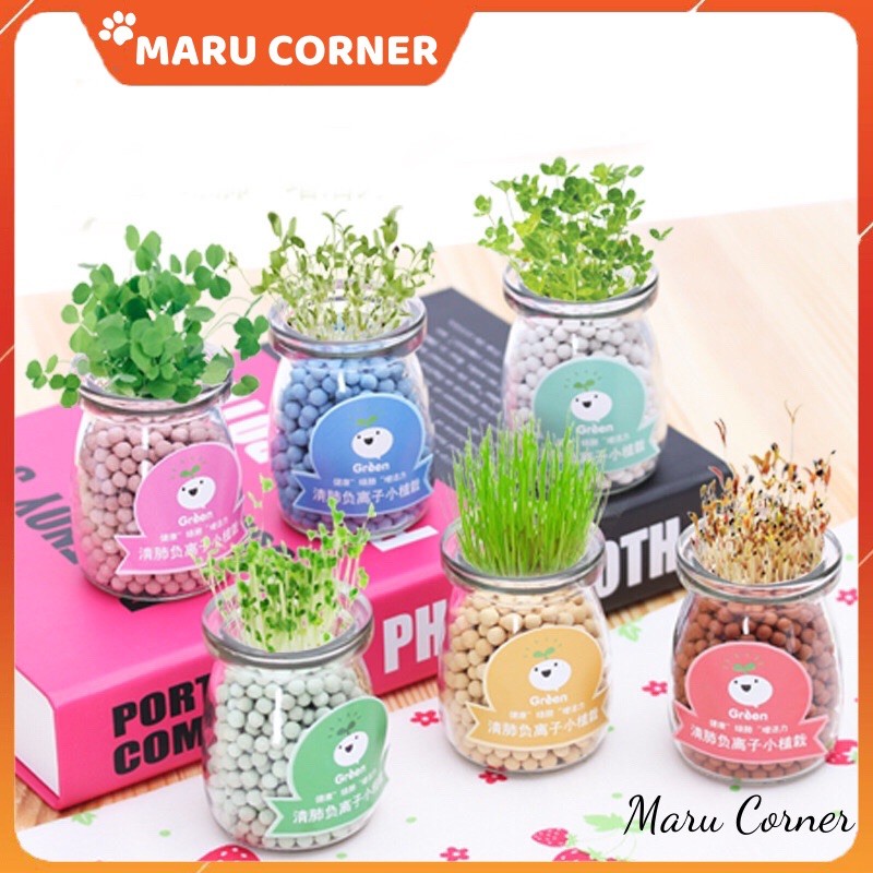 Bộ trồng cây mầm tưới nước tự nảy mầm