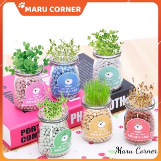 Bộ trồng cây mầm tưới nước tự nảy mầm