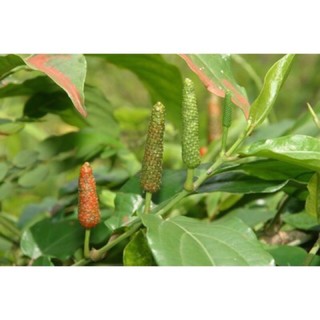 Cây ớt chỉ thiên