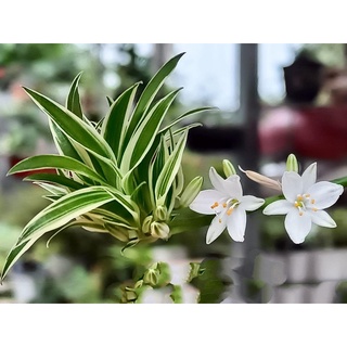 Combo 2 cây giống nhỏ lan chi