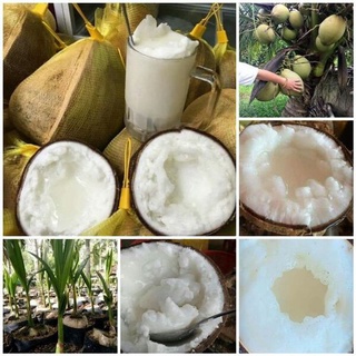 CÂY GIỐNG DỪA SÁP ĐẶC RUỘT [ SIÊU SỚM , SIÊU TRÁI]. [ RẺ HƠN HOÀN TIỀN ]