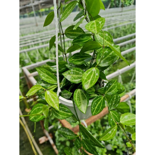 Cây lan lá dưa hấu chậu treo