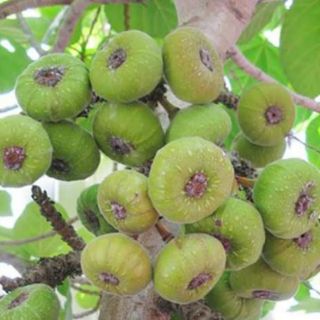 Cây Giống Vả Mật Huế