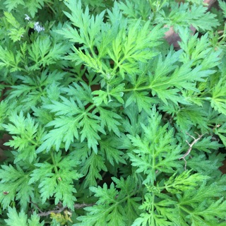 Lá ngải cứu khô 🌿