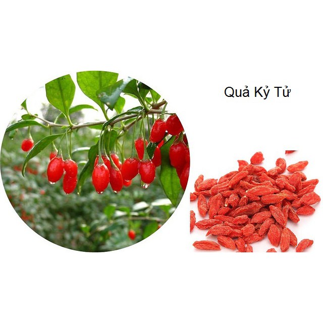 Câu Kỷ Tử Đỏ Only Nature 100gr