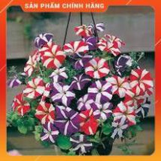 HẠT GIỐNG DẠ YẾN THẢO SỌC NHIỀU MÀU GÓI 100 HẠT