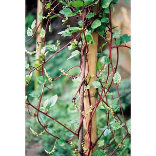 HẠT GIỐNG MỒNG TƠ (Xanh, đỏ) - 1 Gói