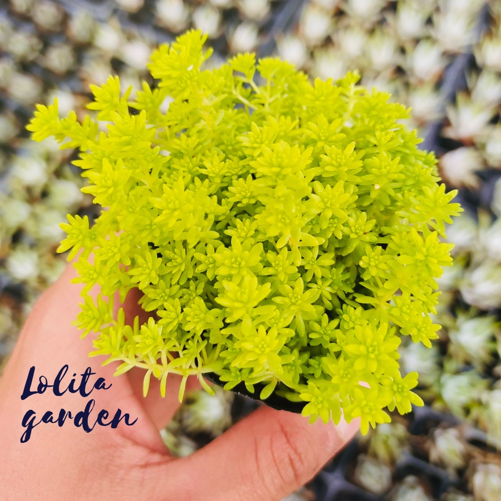 CỎ SEDUM VÀNG SIZE BÉ, HÀNG ĐÀ LẠT, SIÊU XINH SIÊU KHỎE, LỖI 1 ĐỔI 1