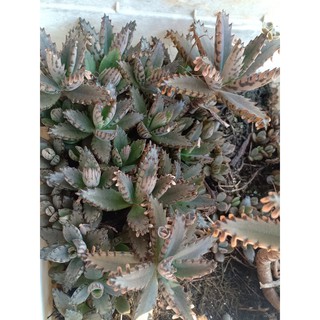 Combo 3 Cây sen đá xương cá Kalanchoe