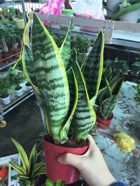 LƯỠI HỔ THÁI 3 THÂN