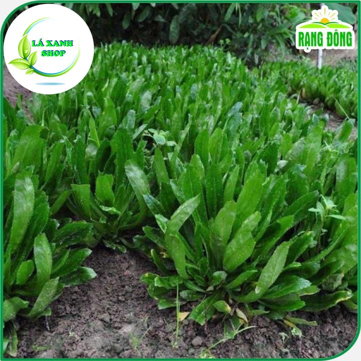 Hạt Giống Ngò Gai (Rau Thơm Mùi Tàu) Dễ Trồng, Sinh Trưởng Tốt (gói 10 gram) - Hạt giống Rạng Đông