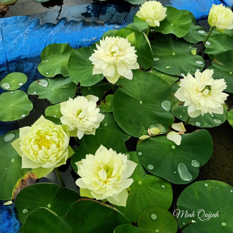 Củ sen táo trắng