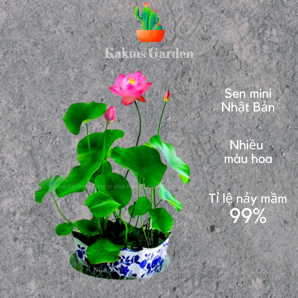 Sen mini Nhật Bản,nhiều màu, siêu dễ trồng, tỉ lệ nảy mầm 99% - Kaktus Garden