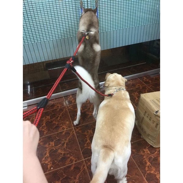 dây dẫn đôi cho thú cưng