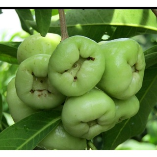 Mận tam hoa trái to cây ghép mau cho trái