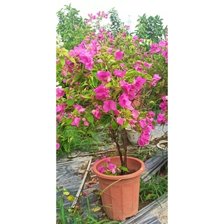 Hoa giấy xác pháo đang hoa, Hoa giấy đang hoa như hình.