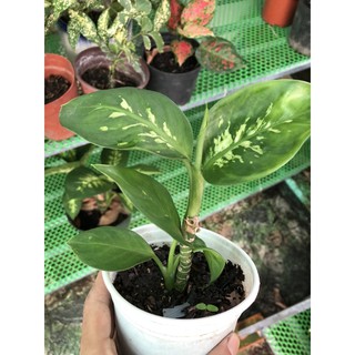 Combo 5 Mầm Vạn Niên Thanh