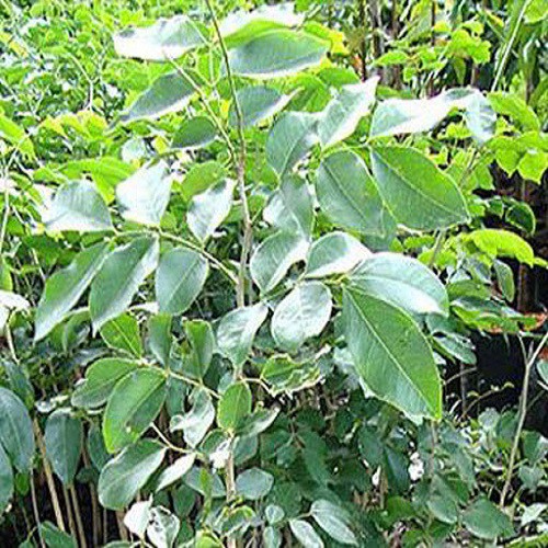 Cây giống gõ đỏ