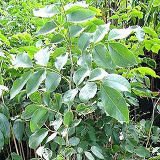 Cây giống gõ đỏ