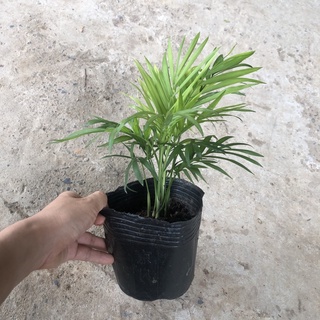 [Cây phong thủy] Cau Tiểu Trâm