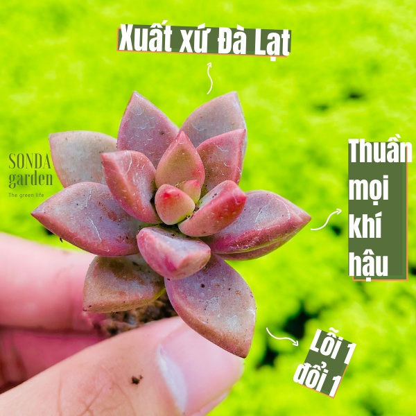 Sen đá đá nâu SONDA GARDEN size mini 2.5-4cm, xuất xứ Đà Lạt, khoẻ đẹp, lỗi 1 đổi 1