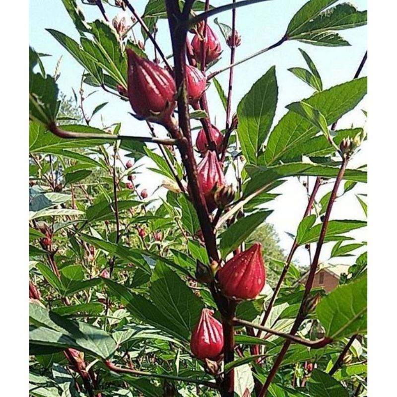 Hạt Giống Atisô màu đỏ lai F1