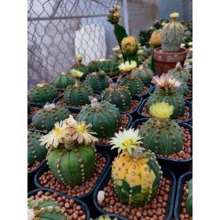 Xương rồng Aster nhiều chấm (size 2,5-3,5 cm)