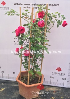 Hoa hồng ngoại Pas De Deux(hồng bụi)