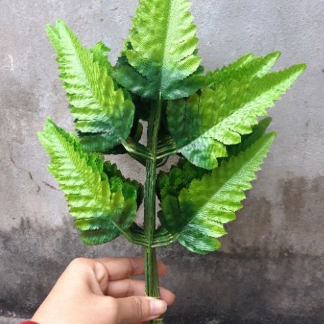 lá điểm dương sỉ 10 cành