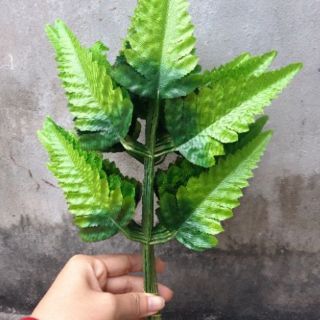 lá điểm dương sỉ 10 cành